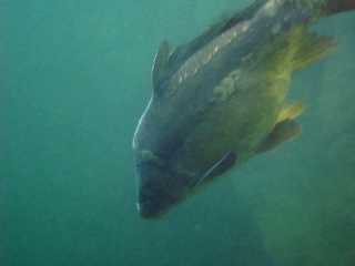  Encuentro con un pez 